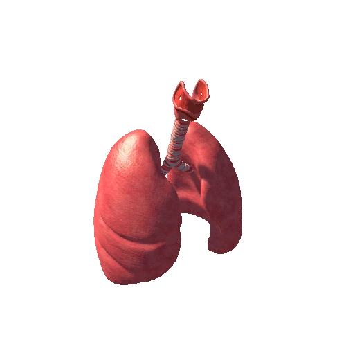 prefab lungs pro textured